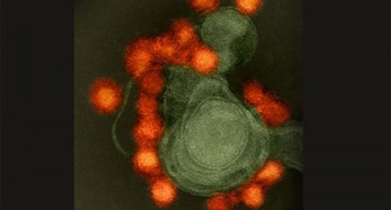 Singapura Konfirmasi 38 Kasus Zika Baru