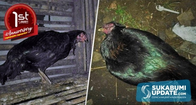 Puluhan Ayam Bangkok Mati Mendadak di Paledang Kabupaten Sukabumi