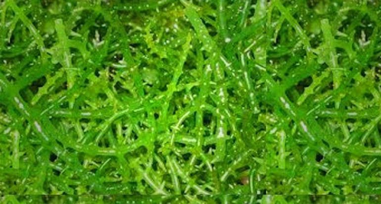Pemerintah Dorong Peningkatan Nilai Tambah Rumput Laut