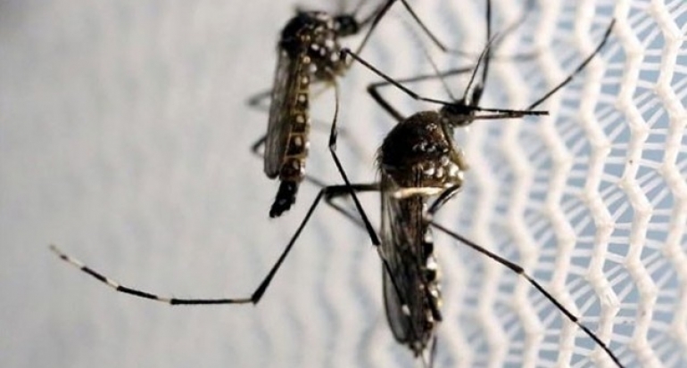 Satu WNI Dikonfirmasi Terinfeksi Zika di Singapura