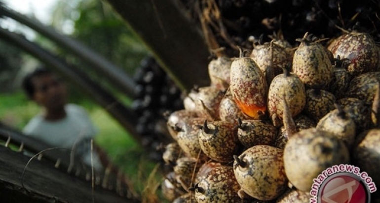 Sawit Minyak Goreng Paling Sehat