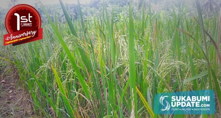 Hama Wereng Serang Sawah Petani Cibitung Kabupaten Sukabumi
