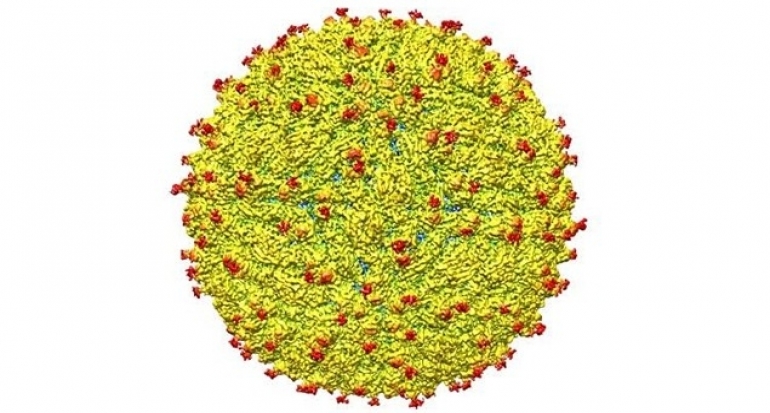 Hati-Hati, Singapura Akui Terpapar Virus Zika.