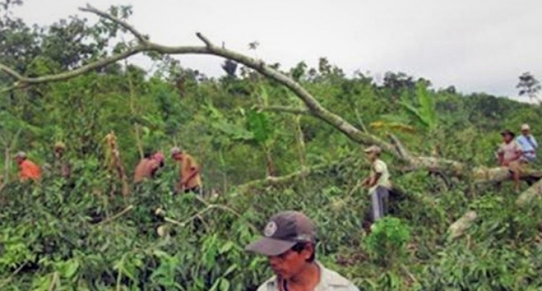 Aktivis Lingkungan Adukan Perusak Hutan Gunung Lemongan ke Polisi